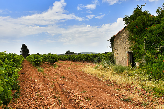 Vignoble